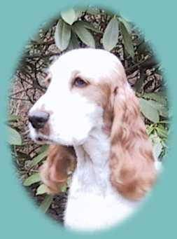 Bella sidder og er lidt tr&aelig;t oven p&aring; alt den virak