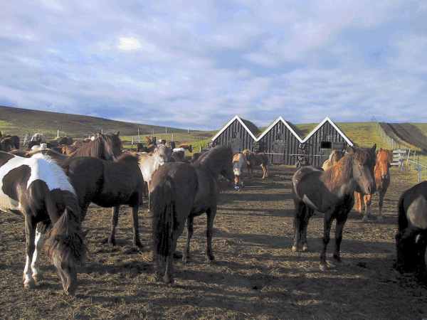 Island 2003: I Emstrur s&aring; vi ogs&aring; bjergtoppe og is i solen i &aring;r, et helt andet landskab. 