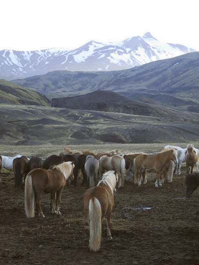 Island 2003: - flere heste i aftensolen ved Emstrur.