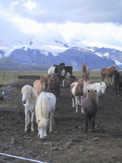 Island 2003: I &aring;r s&aring; vi bjergene og gletcherne ved hytten Einhyrningur
