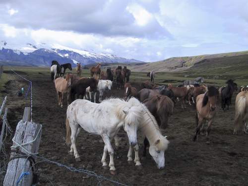 Island 2003: Flere heste og bjerge ved einhyrningur