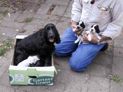 mens Albert holder 2 af hvalpene, sniger de andre 4 sig til en t&aring;r m&aelig;lk.