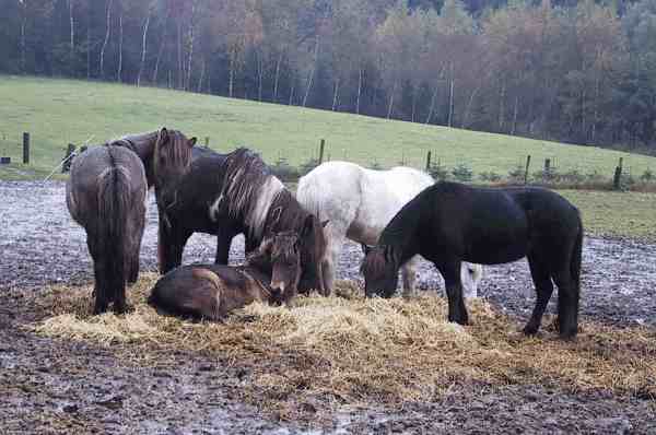 Fra venstre Mani (6 &aring;r), Sida (13 &aring;r), Vidar (13 &aring;r) og Elding (5 &aring;r) - Dimma i midten  er 5 m&aring;neder gammel