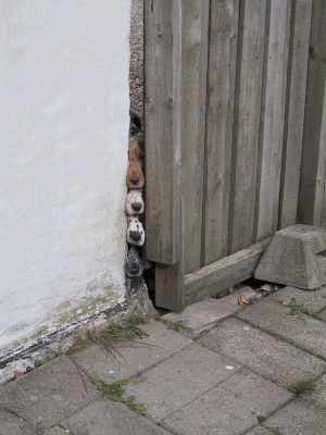 De andre hunde pr&oslash;ver ih&aelig;rdigt at komme fra g&aring;rdspladsen ud p&aring; terrassen for at v&aelig;re med til at beundre Ghiros hvalpe!