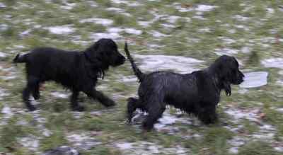 Dina syntes vistnok, at der skulle mere vand i sk&aring;len....