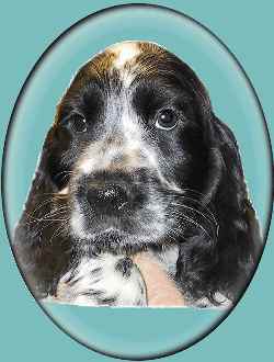 Harrison - 8 uger gammel.