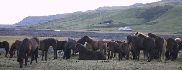 Island 2003: hestene hviler den sidste aften inden vi skal tilbage.