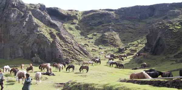 Island 2003: Ogs&aring; hestenes dal ser anderledes ud i solskin.