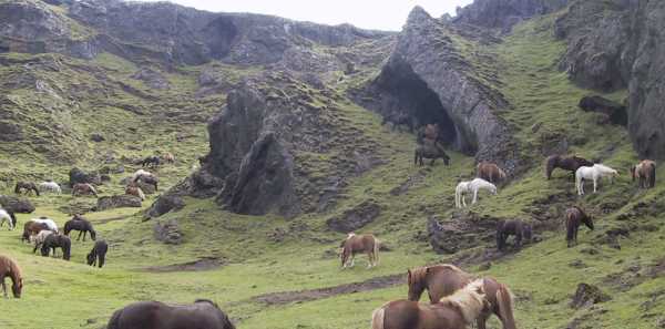 Island 2003: hestenes dal, hestene gr&aelig;sser h&oslash;jt op ad skr&aring;ningen.