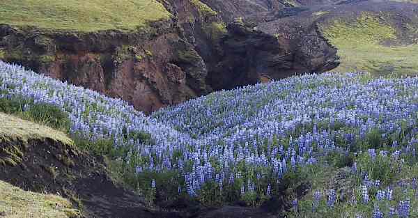 Island 2003: Hvis man vendte sig om, voksede de karakteristiske bl&aring; lupiner bag hestefolden.