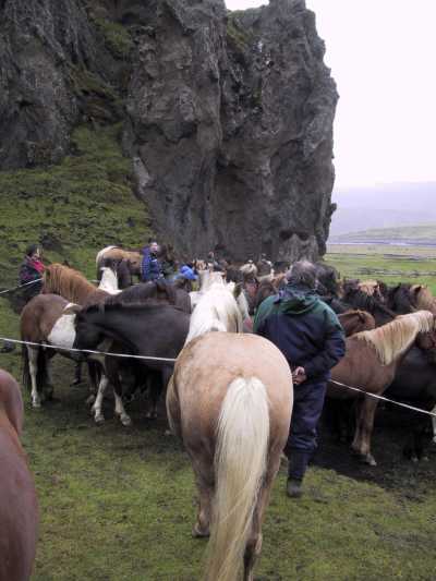 Island 2002: Hestene hentes i folden.