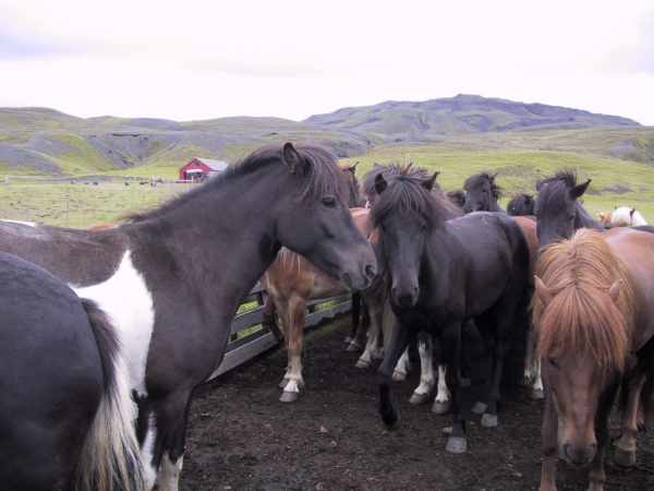 Island 2002: dejlige dyr