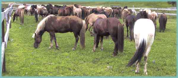 Island 2002: Hestene hviler ud imellem rideturene