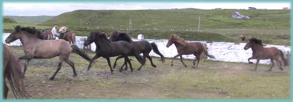 Island 2002: Vi holder hvil p&aring; rideturen og de l&oslash;se heste slutter sig til os.