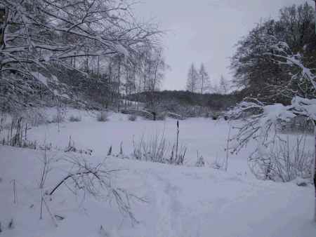 søen, hvor mange af hundene har lært at svømme, er helt tilfrossen