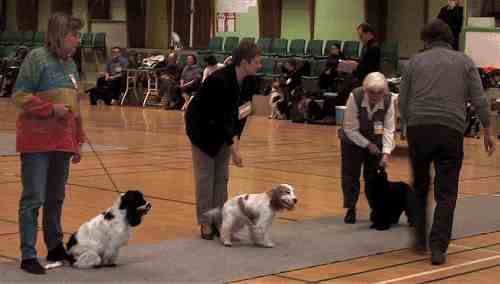 Her er Wolfie og Bella lige efter at Helge Larsen har kigget p&aring; dem.